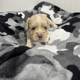 Lily - Brown female Cockapoo puppy in Paradise, Texas from 4W’s F2 Cockapoos