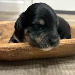 Fir - Black and cream male Dachshund puppy in Dobson, North Carolina from Oakleys Dachshund Haven