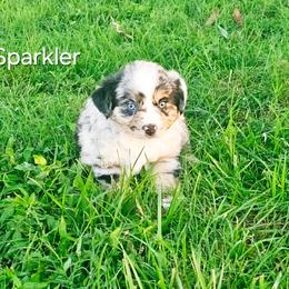 Sparkler - Blue merle female Australian Shepherd puppy in Owensboro, Kentucky from JnT's Bluegrass Mini Aussies
