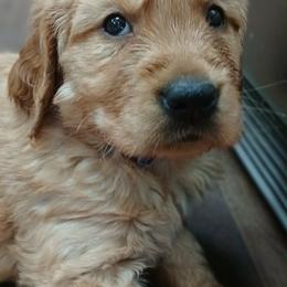 Dk Blue - Dark golden male Golden Retriever puppy in Sumterville, Florida from Hope Service Dogs, Inc