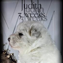 Judith - White female German Shepherd puppy in Sequim, Washington from German Shepherd Haus