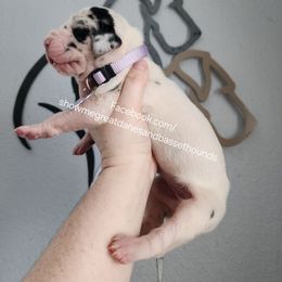 Purple collar - Harlequin female Great Dane puppy in Alton, Illinois from Show Me Great Danes and Basset Hounds