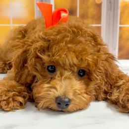 Sandy (Orange Collar Female) - Red  female Goldendoodle puppy in Santa Clara, Utah from Desert Dawn Doodles