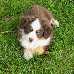 SPRUCE - Red tri male Miniature Australian Shepherd puppy in Viking, Minnesota from Son Shine Farm