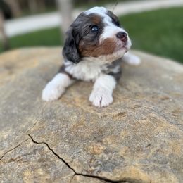 Bernedoodle Puppies from Sweet Pea Bernedoodles