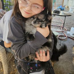 Australian Shepherd and Pomeranian Puppies from Willamette Valley Aussies