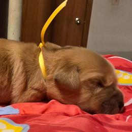 Yellow - Golden female Golden Retriever puppy in Taylor Ridge, Illinois from Salata Goldens