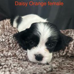 Red collar - Black and white female Cocker Spaniel puppy in Bonsall, California from CuttinBlue Farms