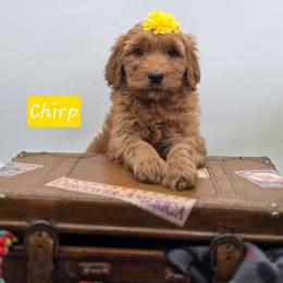 Chirp - Red  female Goldendoodle puppy in Neillsville, Wisconsin from Granton Creek