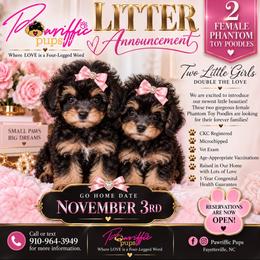 Paris - Phantom female Poodle puppy in Spring Lake, North Carolina from Pawriffic Pups