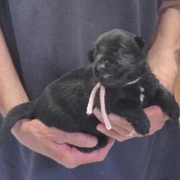 Girl 1 - Black female German Shepherd puppy in Lake George, Colorado from High Country German Shepherds
