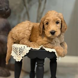 Grumpy-Red - Apricot male Goldendoodle puppy in Bay City, Texas from Charming Doods Goldendoodles
