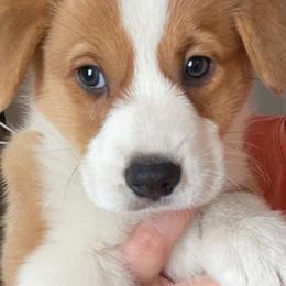 Pembroke Welsh Corgis from Circle K Corgis