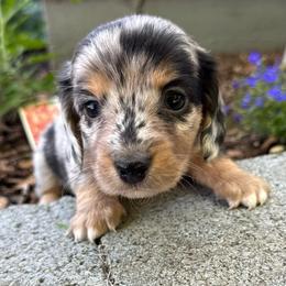 Ashby - Dapple male Dachshund puppy in Salem, Oregon from Longdox Mini Dachshunds