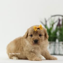 Baron (Orange Collar Male) - Apricot male Cavapoo puppy in Republic, Missouri from Red Skye Puppies