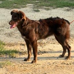 Australian Shepherd puppies from Southern Tribute Farms