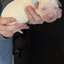 Golden Retriever Puppies from Golden Care Golden Retrievers