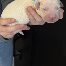 Golden Retriever Puppies from Golden Care Golden Retrievers