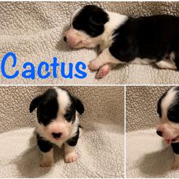 Cactus - Black and white male Cardigan Welsh Corgi puppy in Box Elder, South Dakota from BELieve Cardigan Welsh Corgis