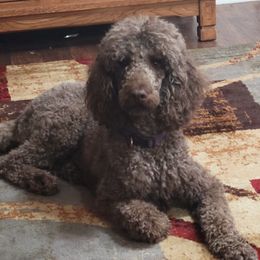 Poodles from Redding's Poodles