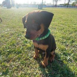 Bo - Black and rust male Miniature Pinscher puppy in Grove, Oklahoma from K&J's Min Pins Of Grand Lake