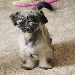 Mona ❤️ - Shih Tzu