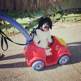 Aussiedoodle Puppies from Oatbird Ranch Aussiedoodles