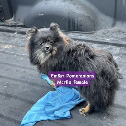 Marlie pet only - Black and tan Pomeranian puppy in Kentucky from Em&M Pomeranians