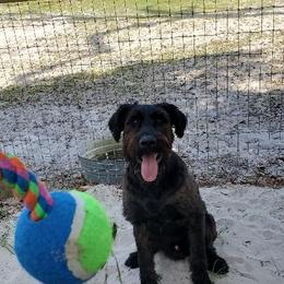 Giant Schnauzer All Grown Up from LaRoc Onyx Riesinbach Kennels