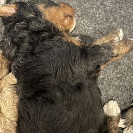 Light Purple - Tri-color female Bernedoodle puppy in Willow Grove, Pennsylvania from Forest Family Doodles