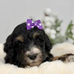 Milk - Phantom female Bernedoodle puppy in Hegins, Pennsylvania from Bubbling Springs Doodles, LLC