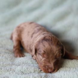 Flor - female Golden Mountain Doodle puppy in Murray, Utah from Good Looking Dogs