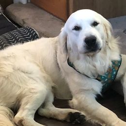 Golden Retrievers from Hazel at Flooful Farms