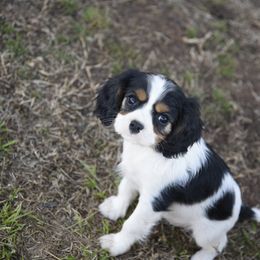 Cavalier King Charles Spaniels and Cavapoos from Lindsey’s Cavies
