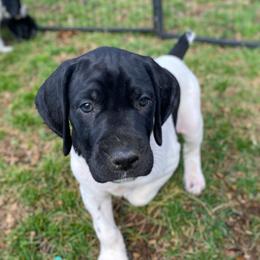Cowboy - Black and white male German Shorthaired Pointer puppy in Hot Springs, Virginia from Thunder Mountain Gun Dogs