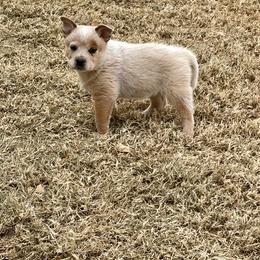 Australian Cattle Dog Puppies from Bunker's Australian Cattle Dogs