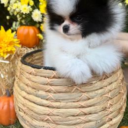 Hewie - Black parti male Pomeranian puppy in Fort Collins, Colorado from Gempoms