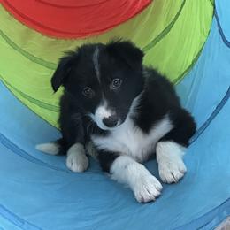 Rue - Black and white female Border Collie puppy in Jonesboro, Arkansas from Hampton Border Collies