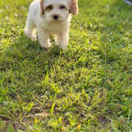 Popcorn - Caramel cream male Australian Labradoodle puppy in Calhoun, Louisiana from Arrowhead Australian Labradoodles