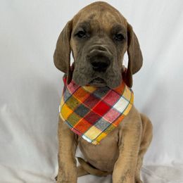 Ingrid - Brindle female Great Dane puppy in Michigan from Ohana Great Danes of Michigan