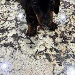 Dachshund Puppies from Dachshund Puppies