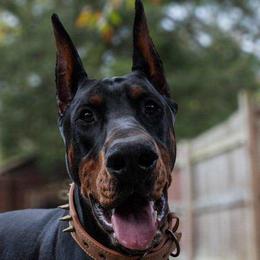 Doberman Pinschers from Gold Star Canines
