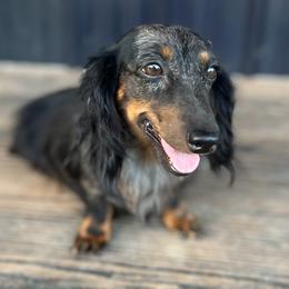 Scout - Dachshund