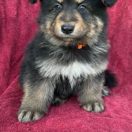 Male 1 - Liver male German Shepherd puppy in Allentown, Pennsylvania from VMH Shepherds