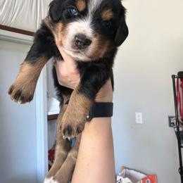 Levi - Black tri male Miniature Australian Shepherd puppy in Sweeny, Texas from Peach Creek Minis