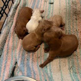Ruth - Apricot female Maltipoo puppy in Hudson, Indiana from A&G Maltipoos