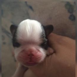 Taco - Black white and tan male English Toy Spaniel puppy in Glenwood City, Wisconsin from NyaStar