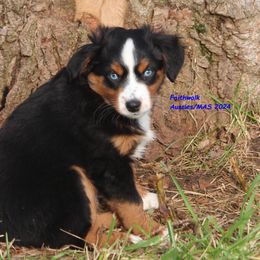 Emerie - Miniature American Shepherd puppy from Faithwalk Aussies and Mini American Shepherds