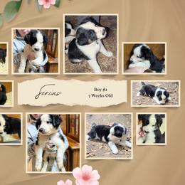 Australian Shepherd and Great Dane Puppies from AEW Farm