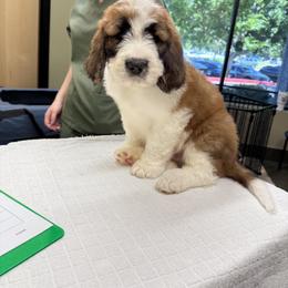 Saint Berdoodle Puppies from Country Manor Saint Berdoodles